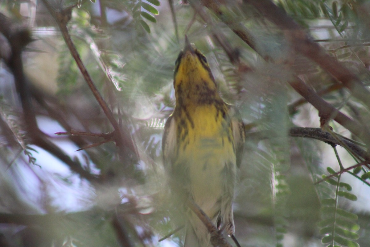 Townsend's Warbler - ML623766675