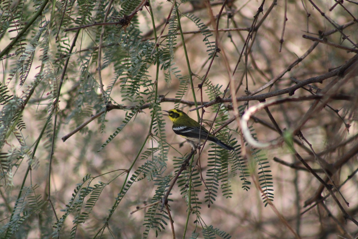 Townsend's Warbler - ML623766676