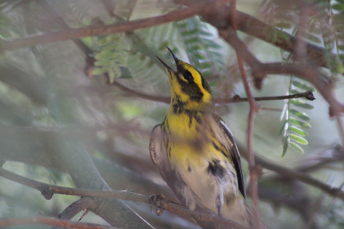 Townsend's Warbler - ML623766677