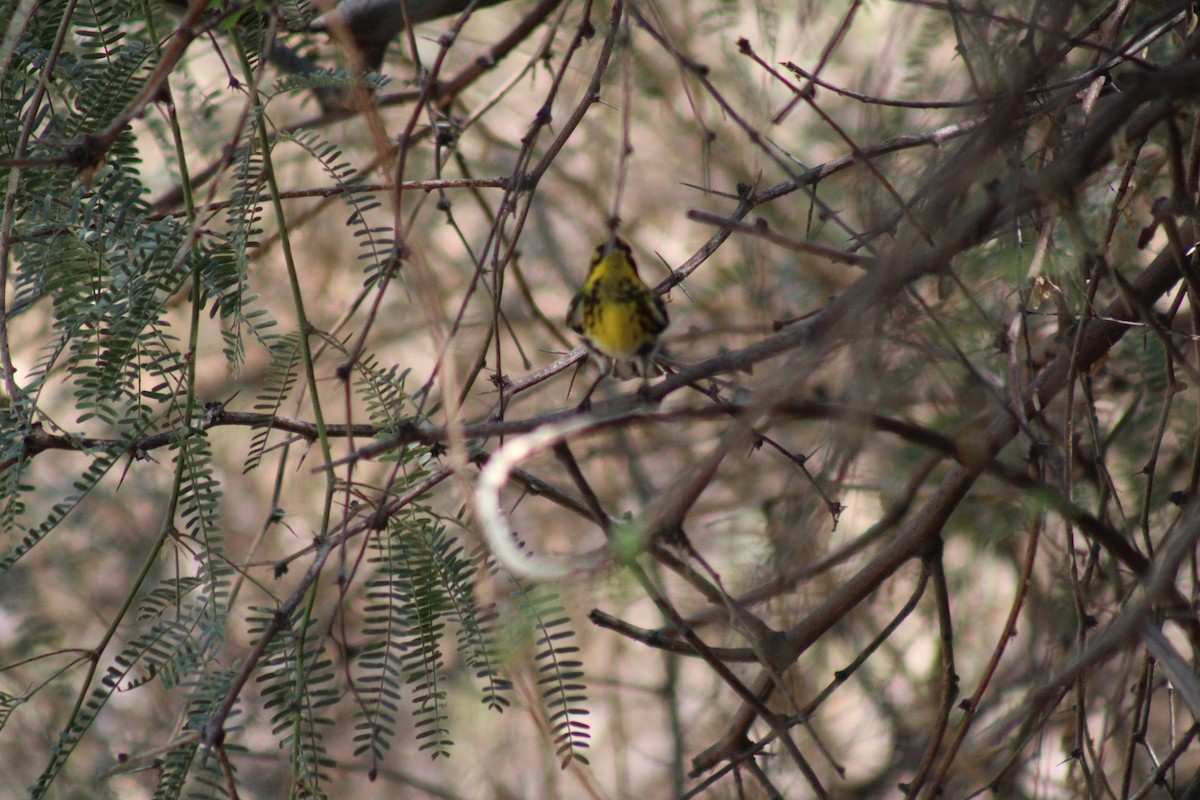 Townsend's Warbler - ML623766678