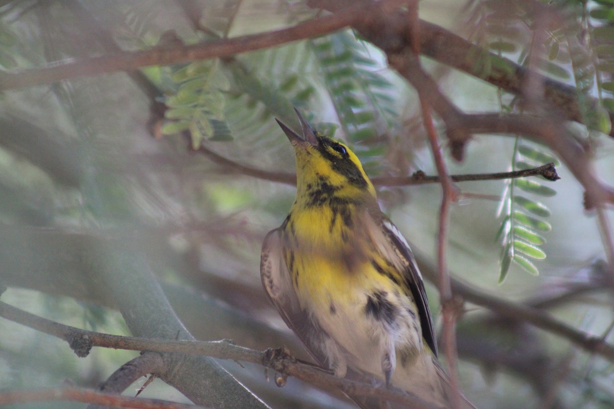 Townsend's Warbler - ML623766679