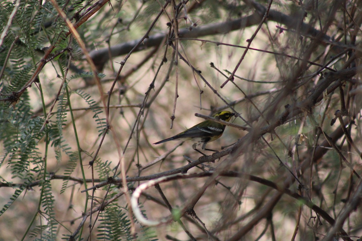 Townsend's Warbler - ML623766680