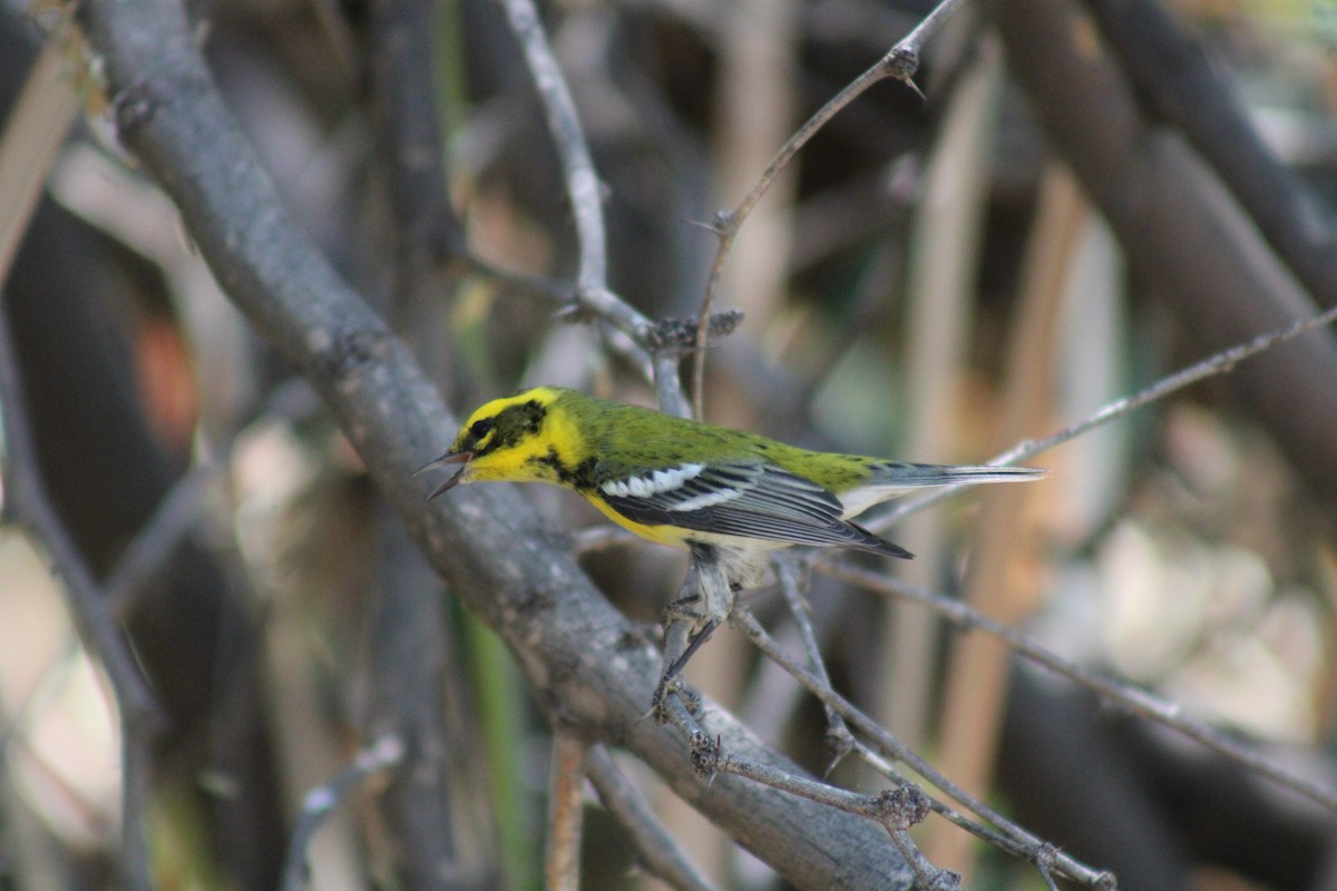 Townsend's Warbler - ML623766681