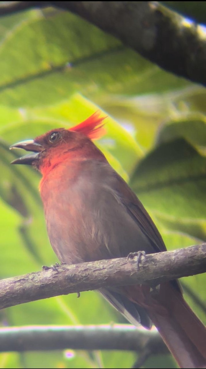 Crested Ant-Tanager - ML623766685