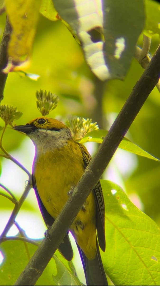 Silver-throated Tanager - ML623766699