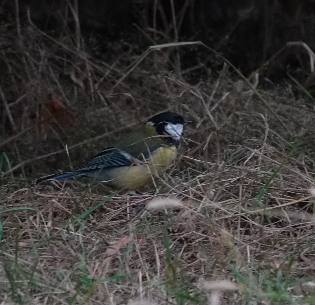 Great Tit - Chao-Ju Su