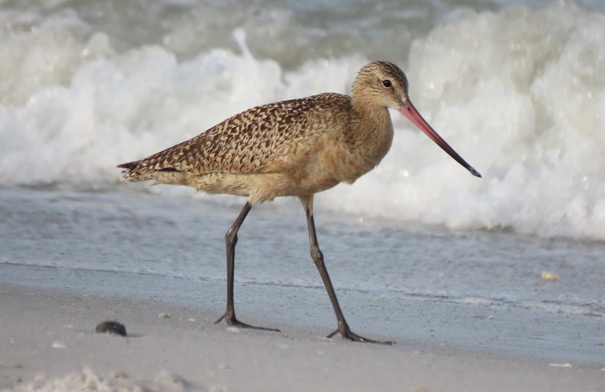 Marbled Godwit - ML623766739