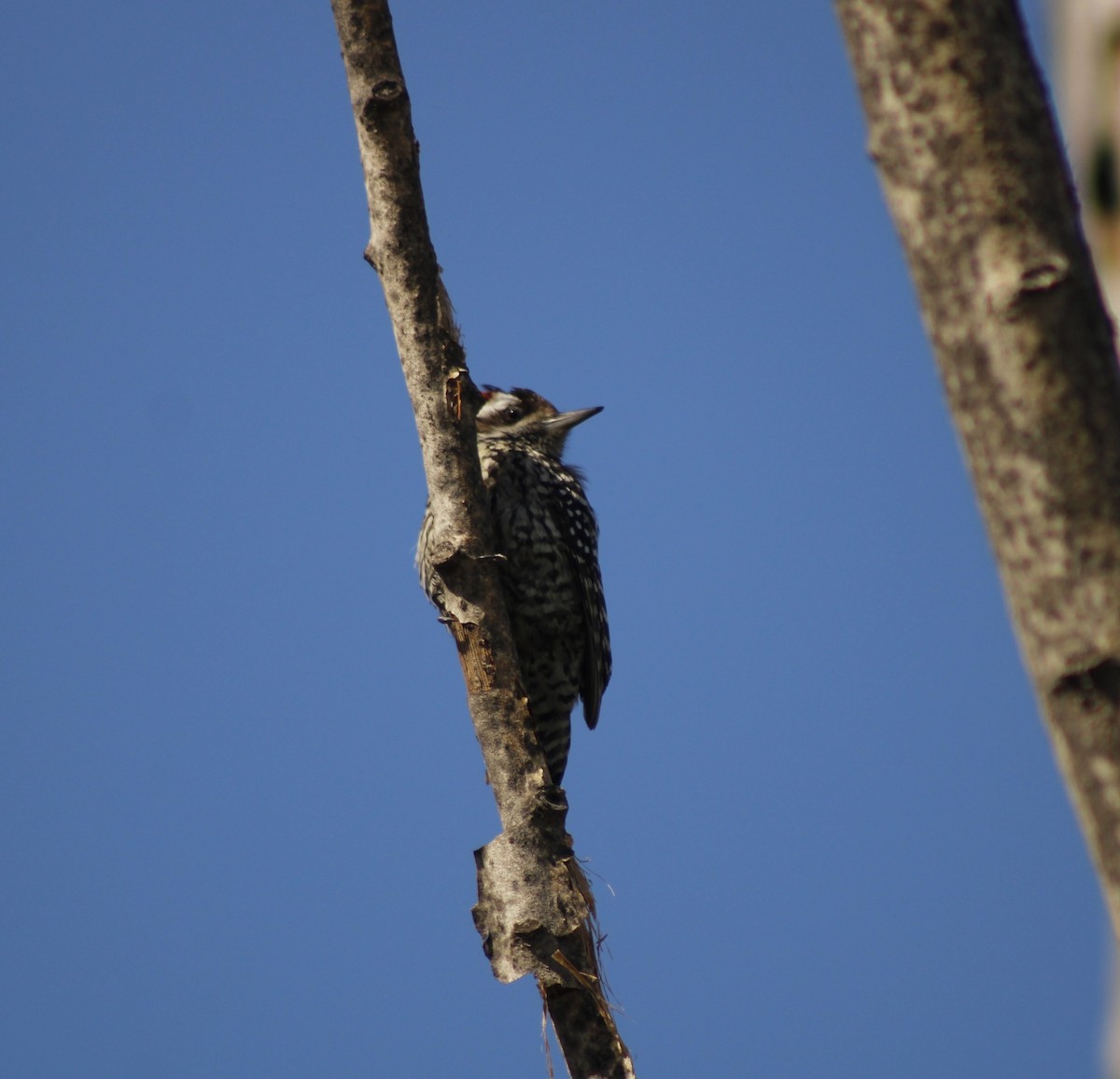 Striped Woodpecker - ML623766740