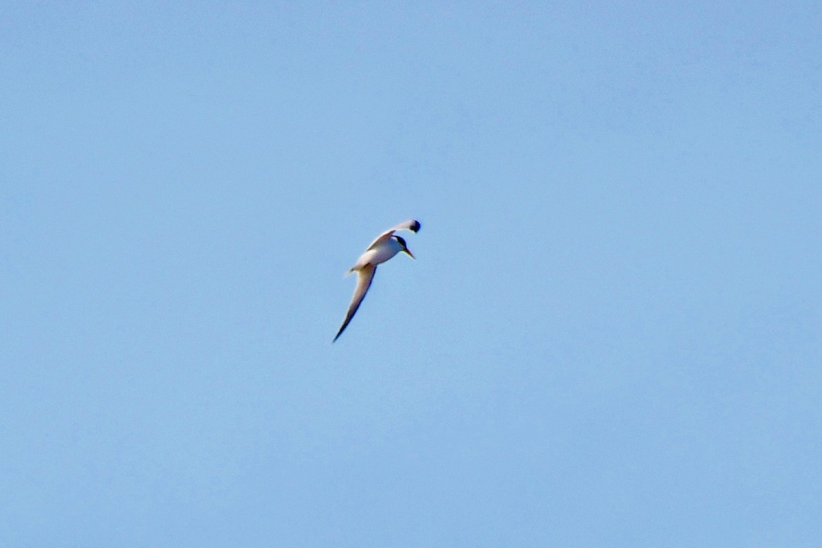 Yellow-billed Tern - ML623766769