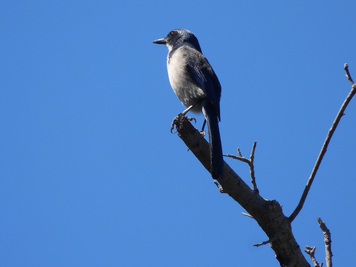 Island Scrub-Jay - ML623766822