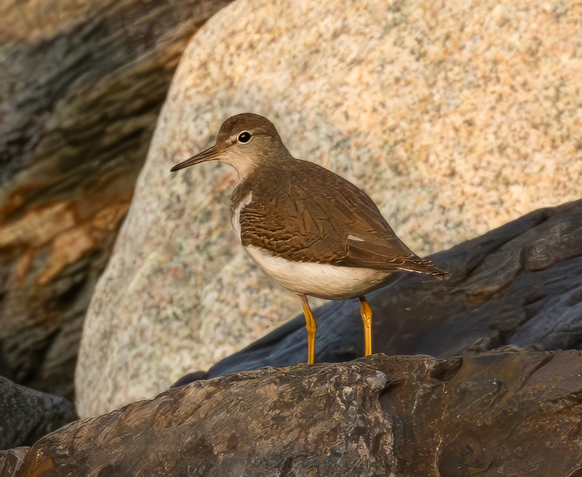 White-rumped Sandpiper - ML623766830