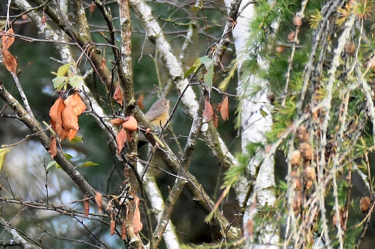 Red-breasted Flycatcher - ML623766835