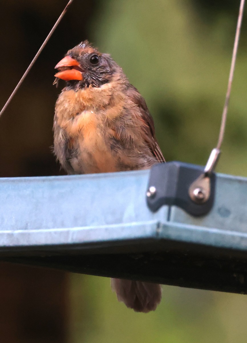 Cardinal rouge (groupe cardinalis) - ML623766839