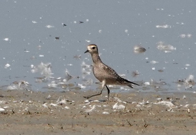 American Golden-Plover - ML623766850