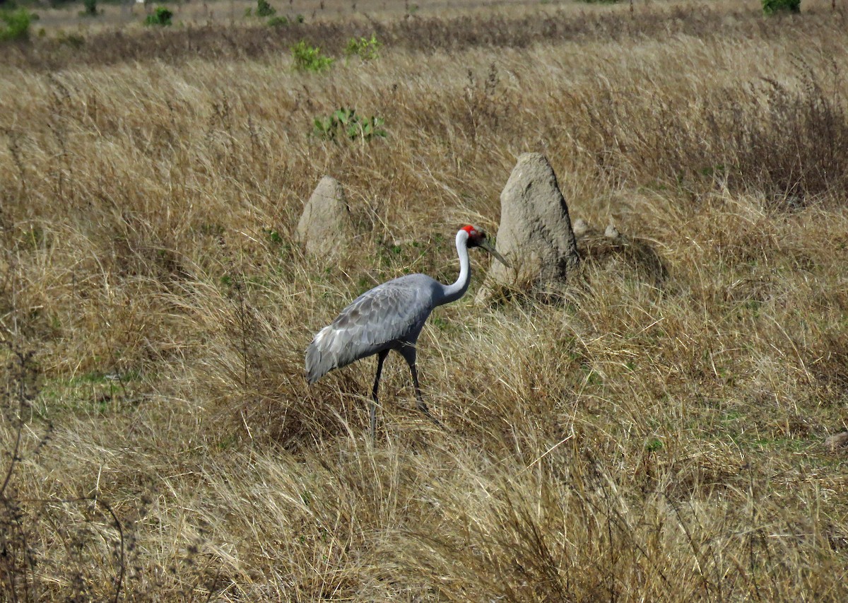 Grulla Brolga - ML623766892