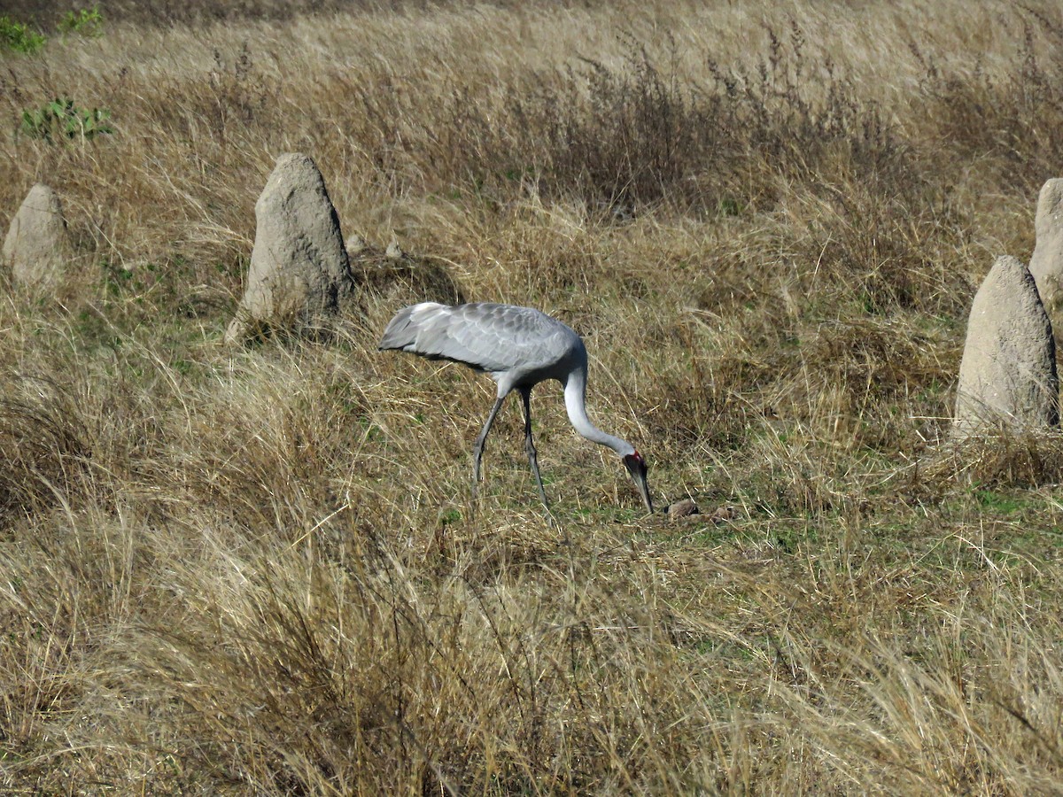 Grue brolga - ML623766893