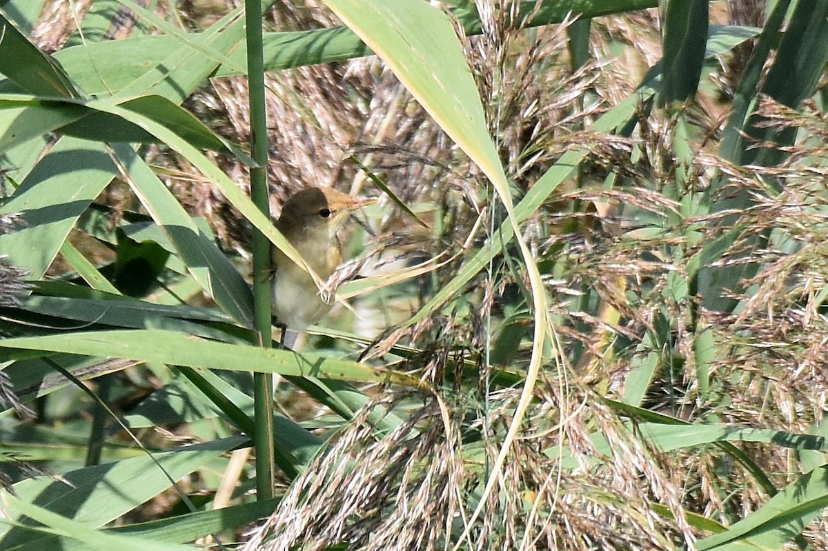 Common Reed Warbler - ML623766899