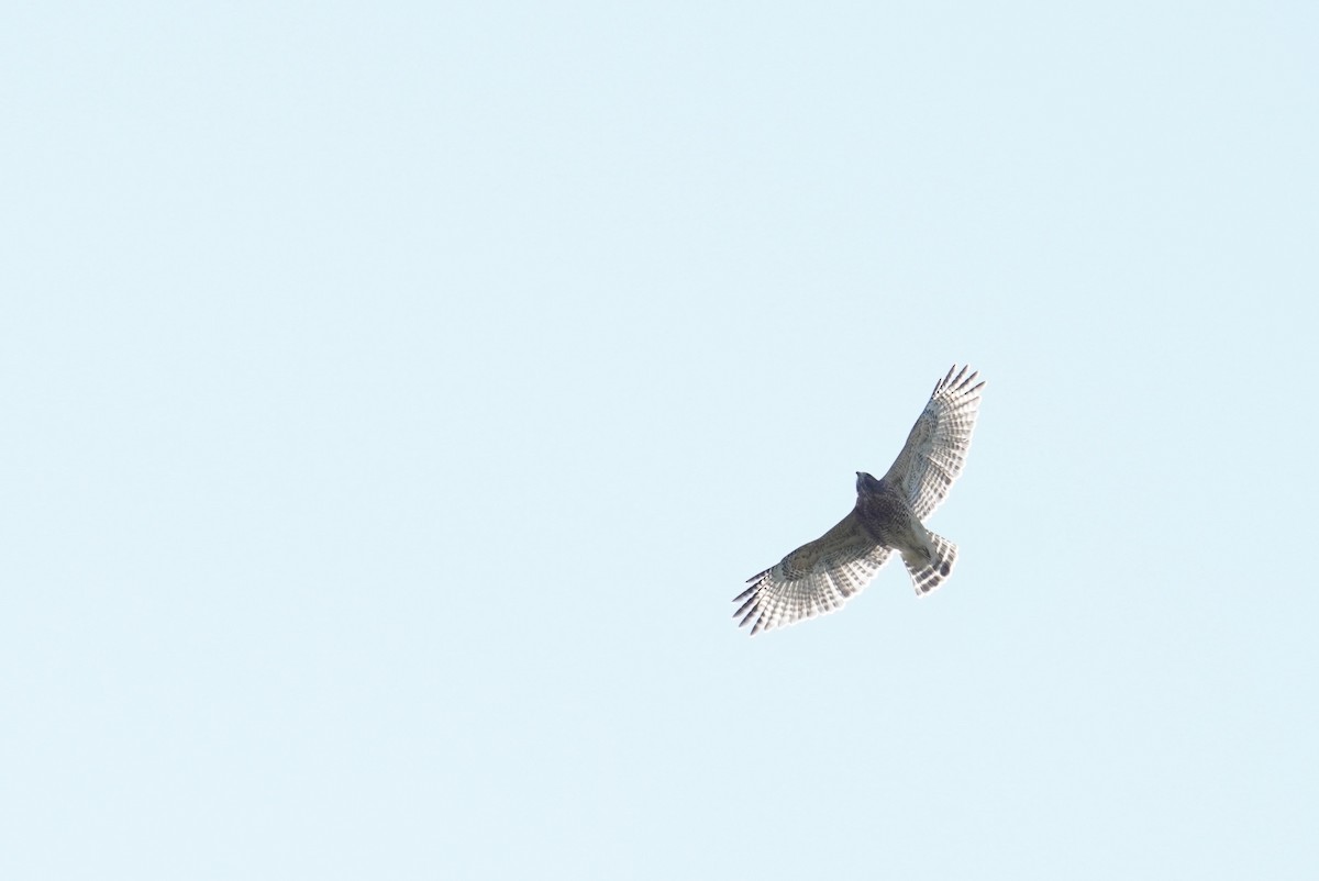 Red-shouldered Hawk (lineatus Group) - ML623766904