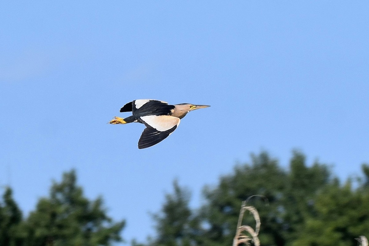 Little Bittern - ML623766905