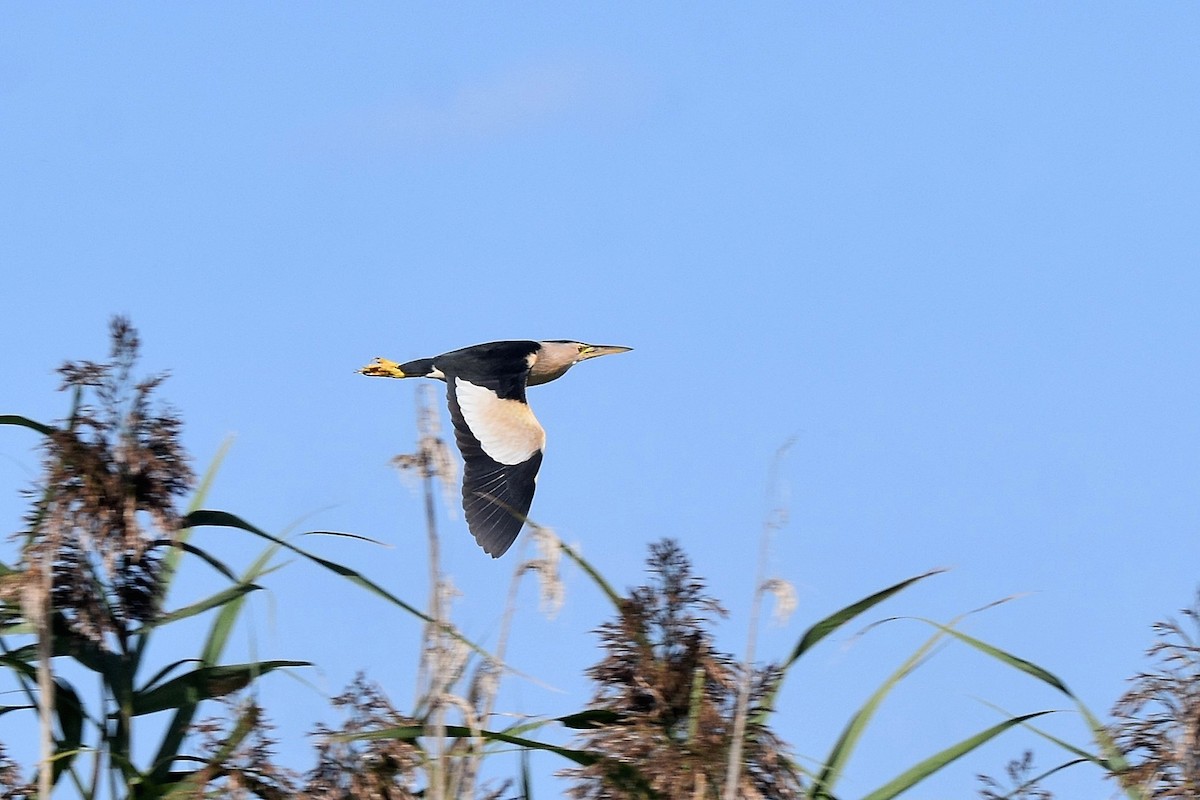 Little Bittern - ML623766906