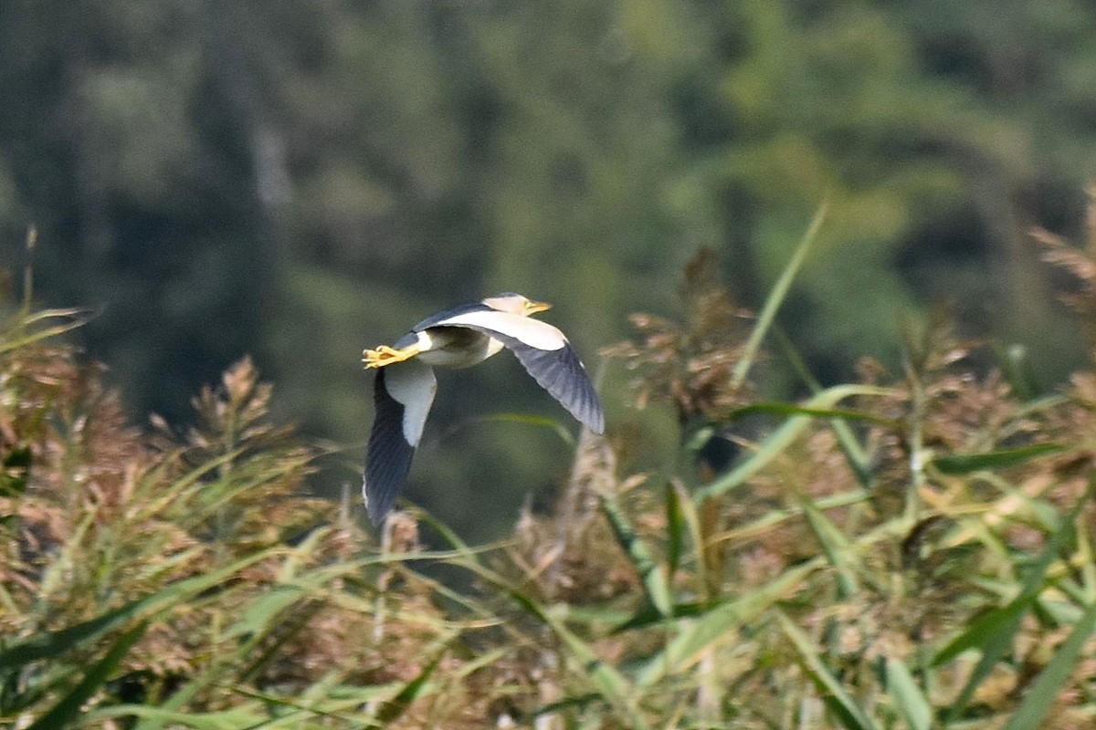 Little Bittern - ML623766907