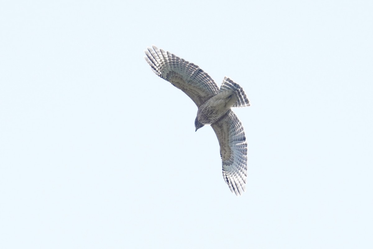 Red-shouldered Hawk (lineatus Group) - ML623766915