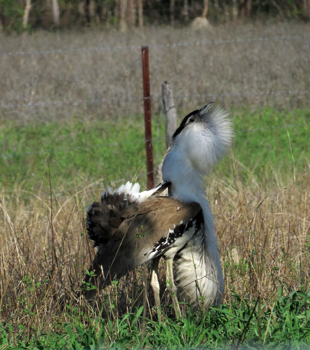 Australian Bustard - ML623766920