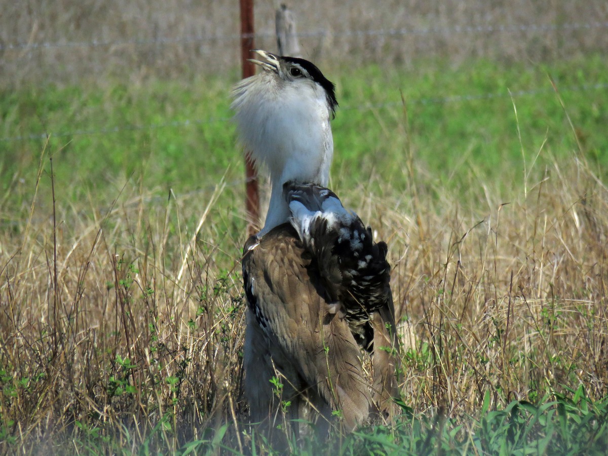 Australian Bustard - ML623766922