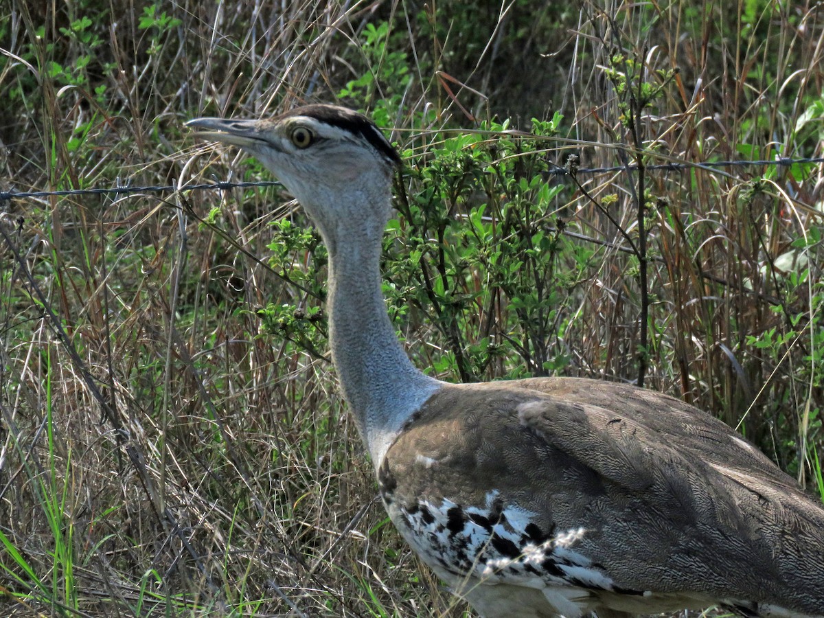 Australian Bustard - ML623766923