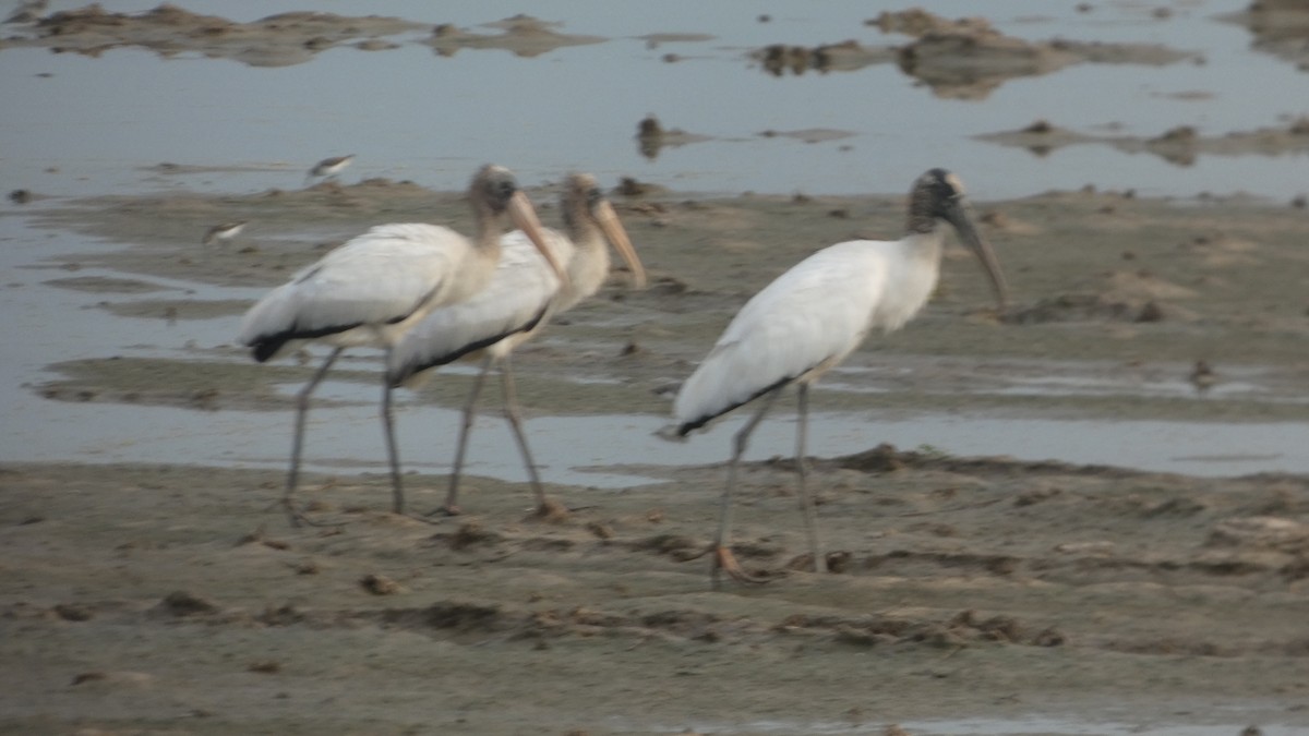 Wood Stork - ML623766929