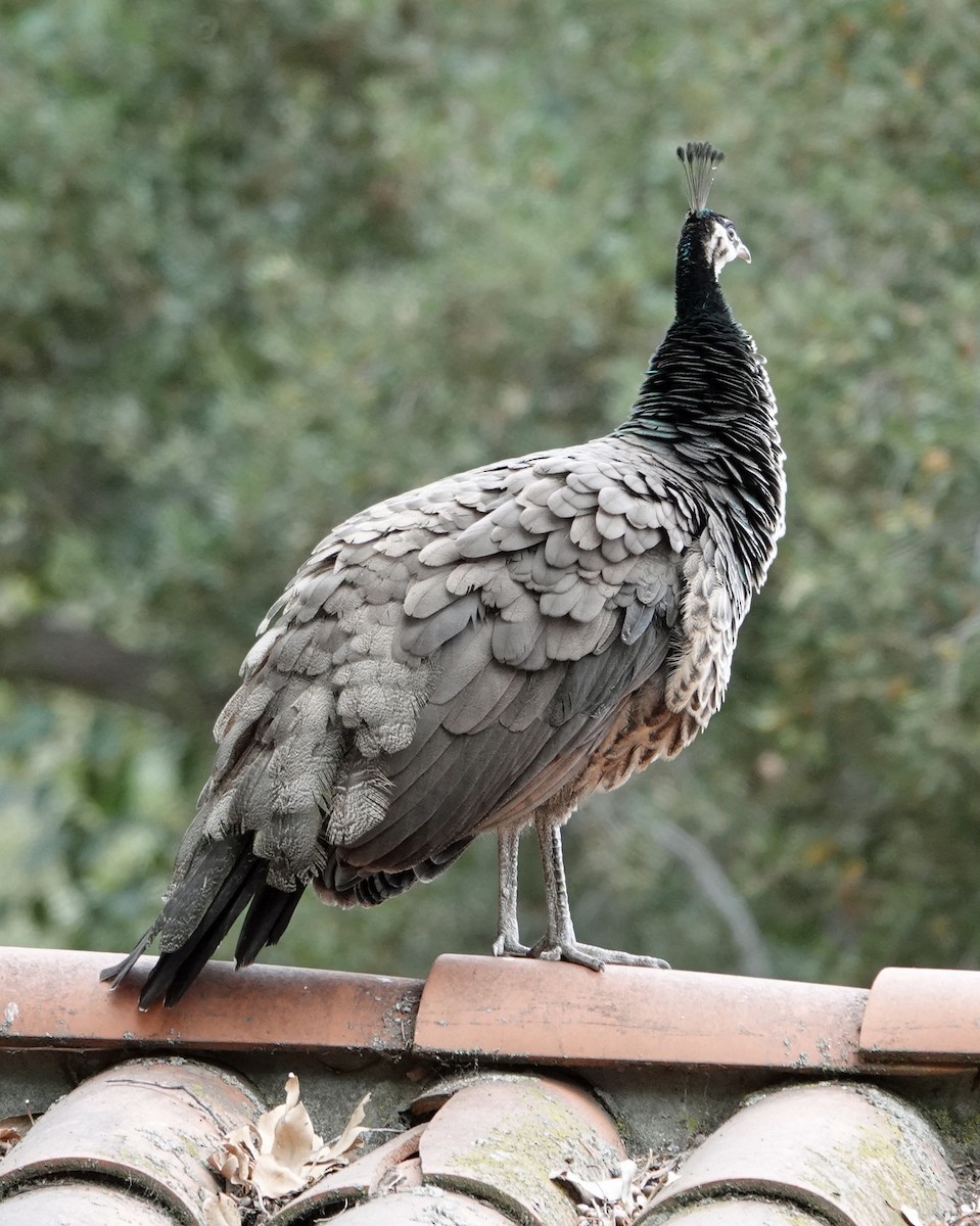 Indian Peafowl (Domestic type) - ML623766981