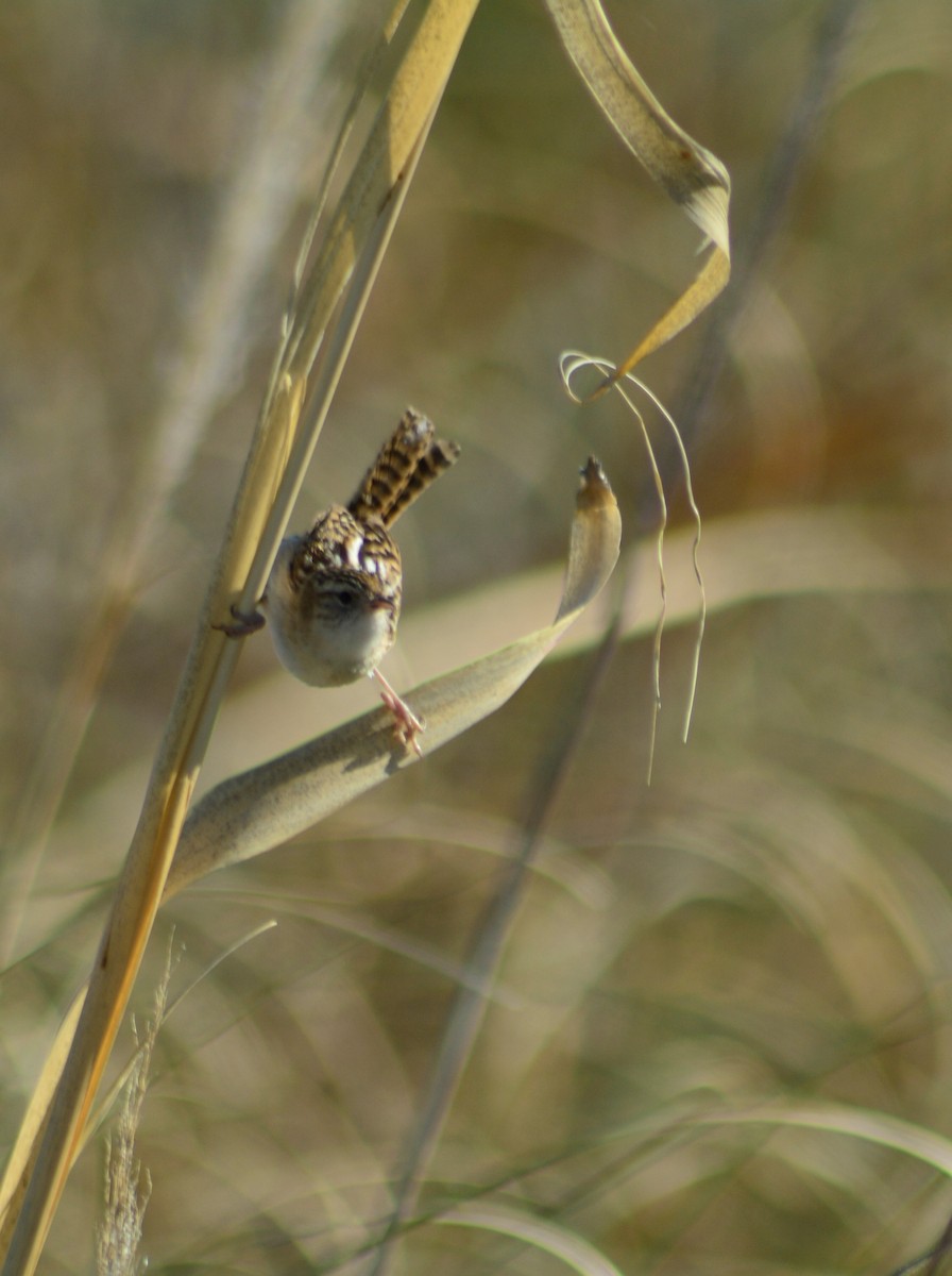 Grass Wren - ML623766983