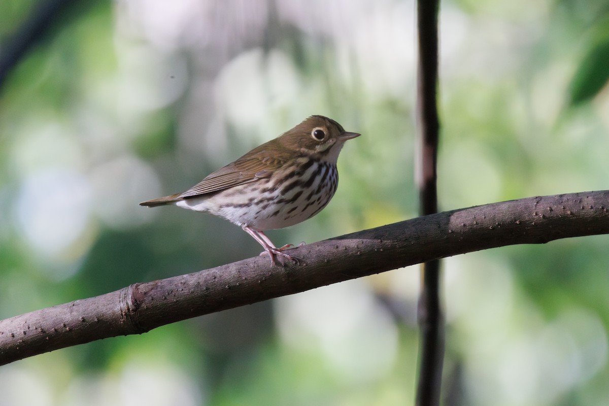 Ovenbird - ML623766987