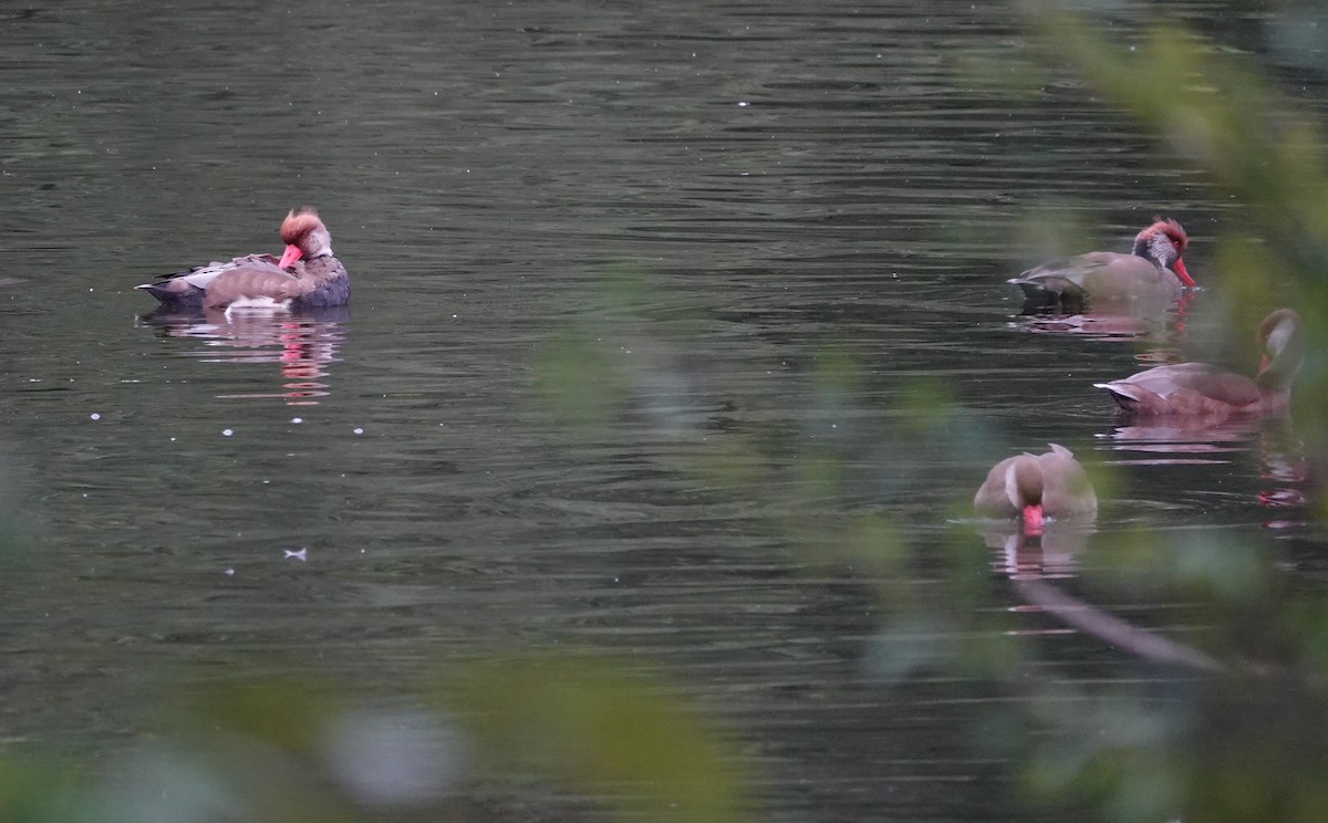 Red-crested Pochard - Chao-Ju Su