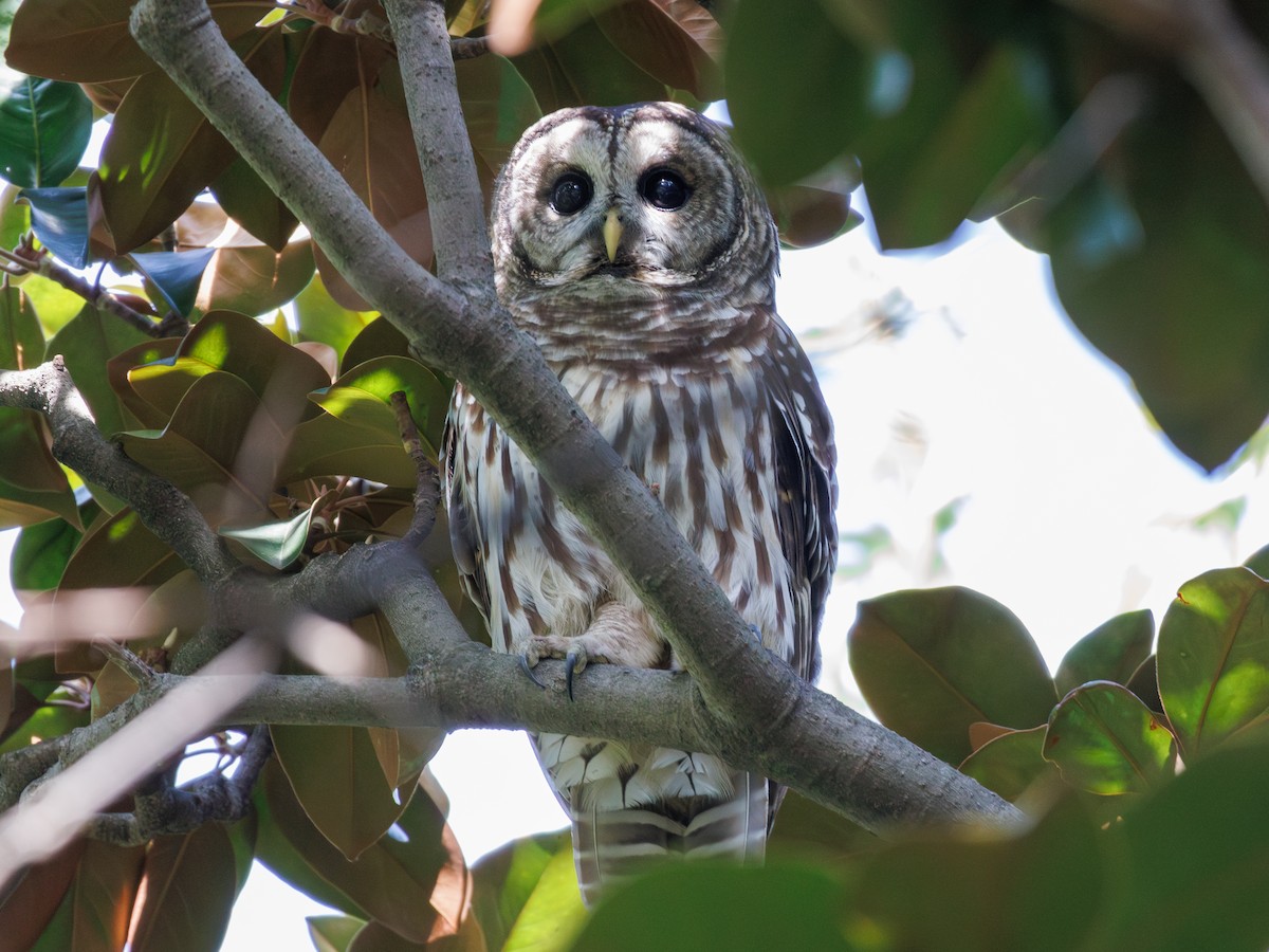 Barred Owl - ML623767007