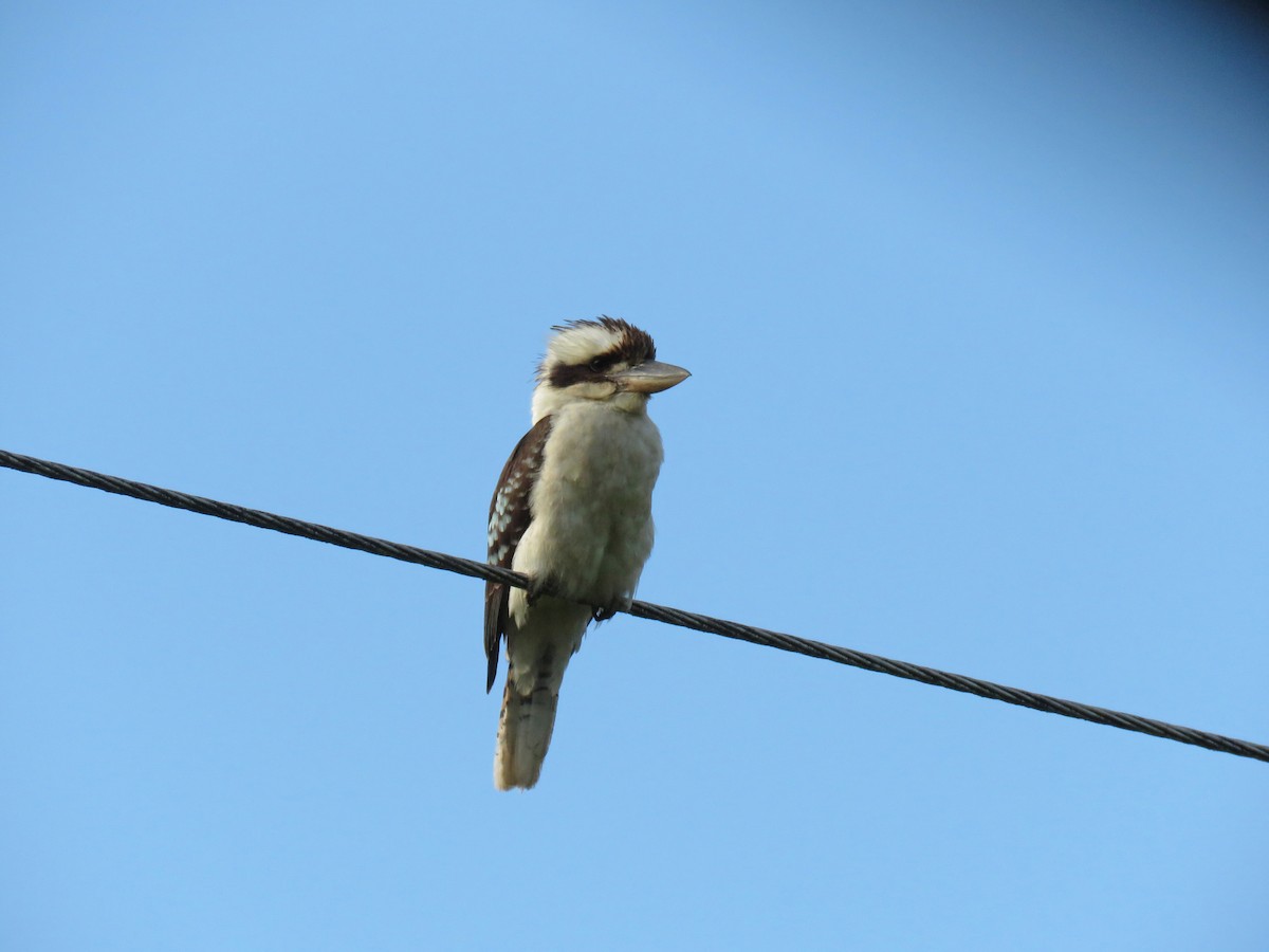 Laughing Kookaburra - ML623767013