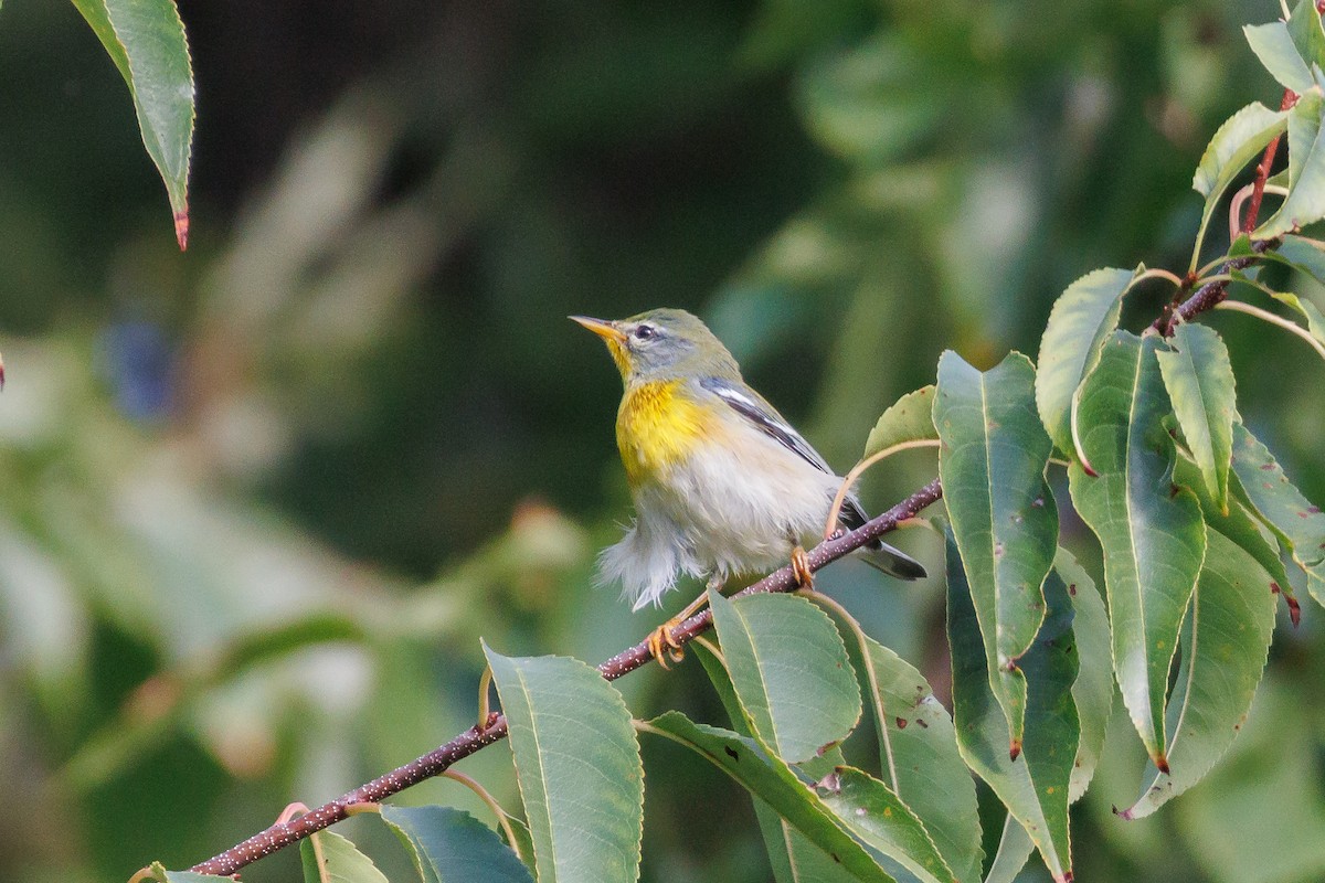 Northern Parula - ML623767016