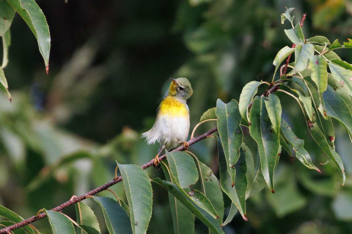 Northern Parula - ML623767017