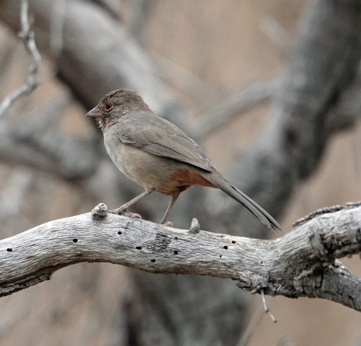 California Towhee - ML623767020