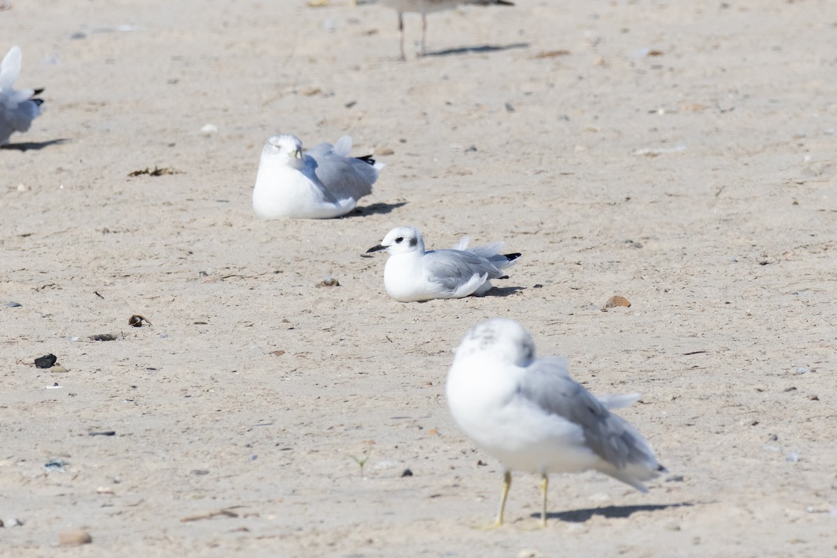 Bonaparte's Gull - ML623767022