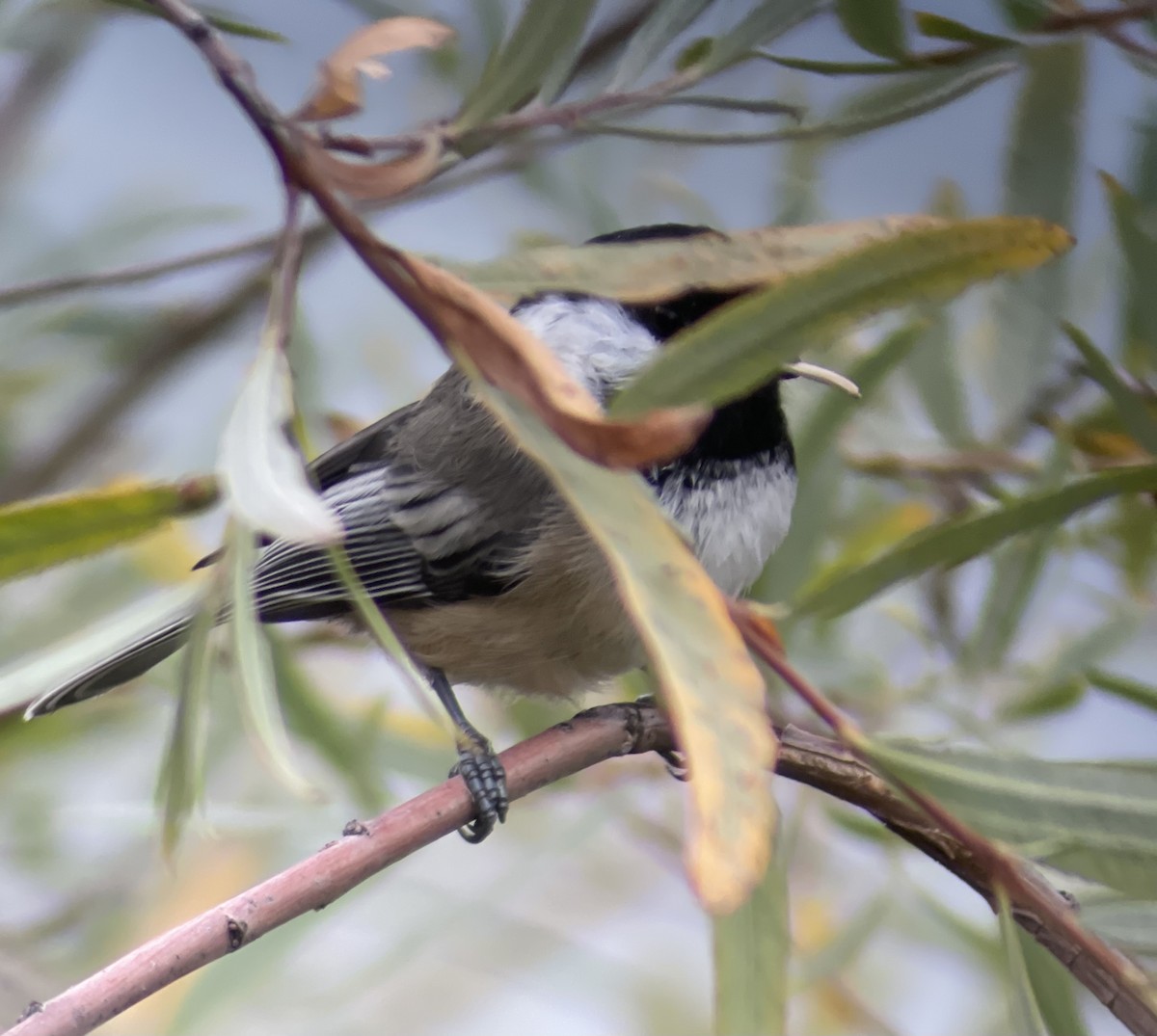 Black-capped Chickadee - ML623767034