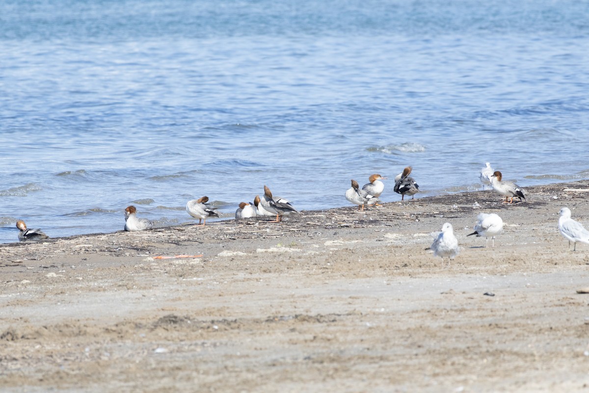 Common Merganser - ML623767035