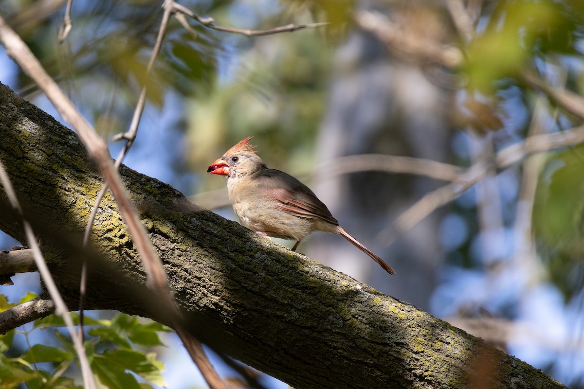 Northern Cardinal - ML623767041