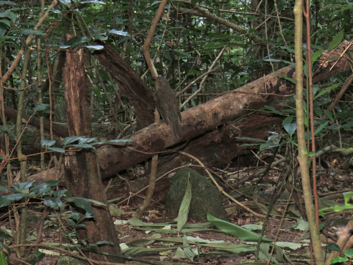 Tooth-billed Bowerbird - ML623767046