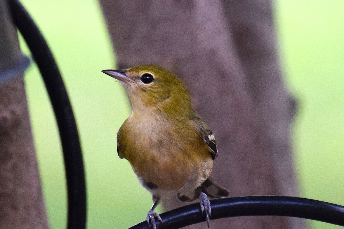 Bay-breasted Warbler - ML623767054