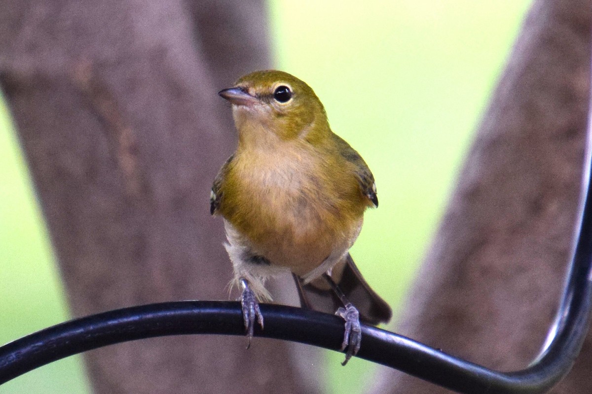 Bay-breasted Warbler - ML623767055