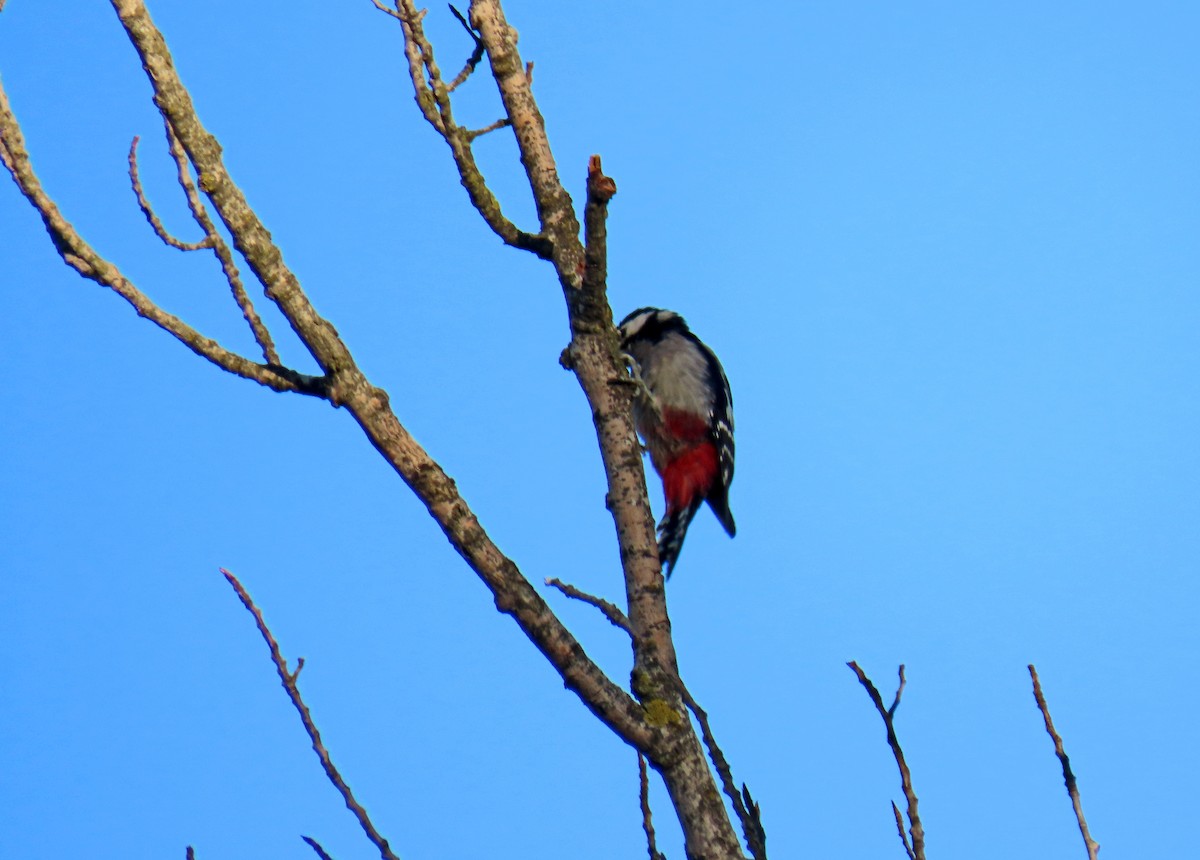 Great Spotted Woodpecker - ML623767061