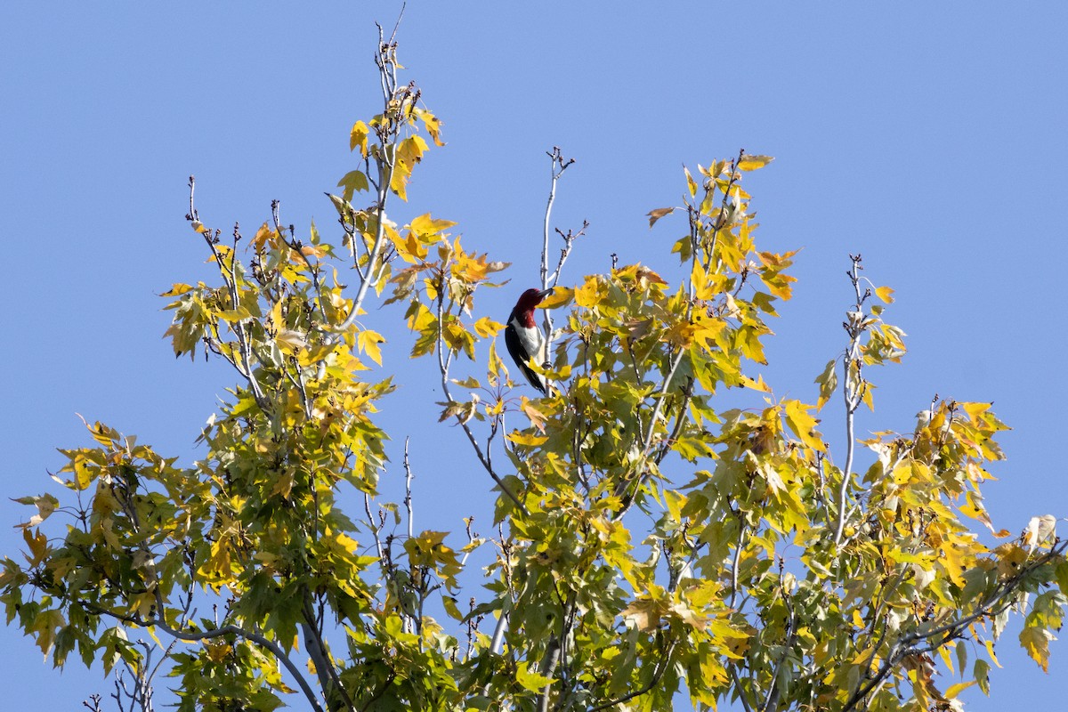 Red-headed Woodpecker - ML623767071