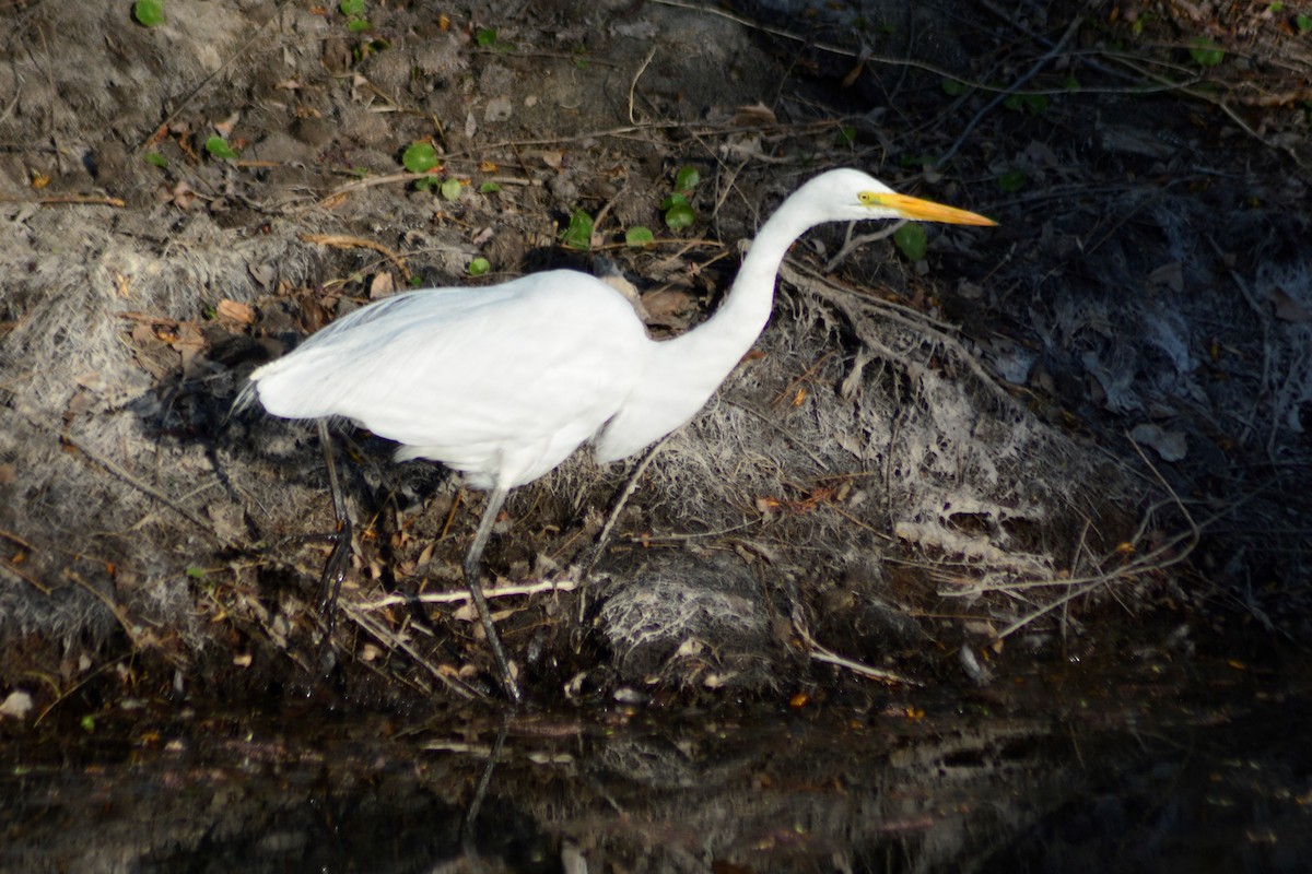 Snowy Egret - ML623767078