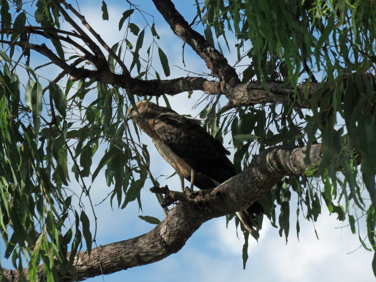 Spotted Harrier - ML623767080